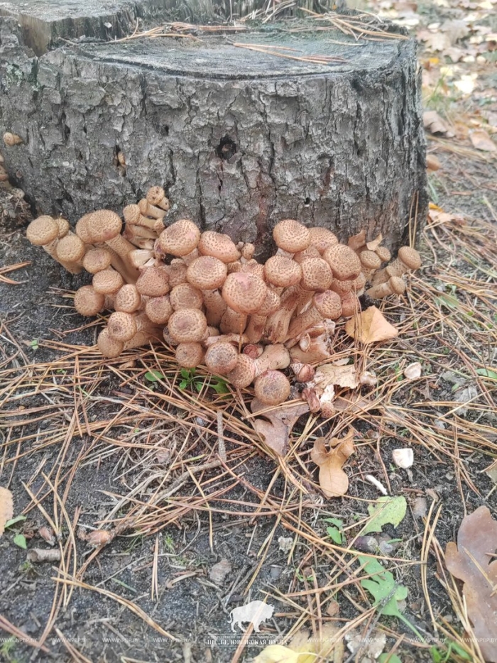 Опята в лесу