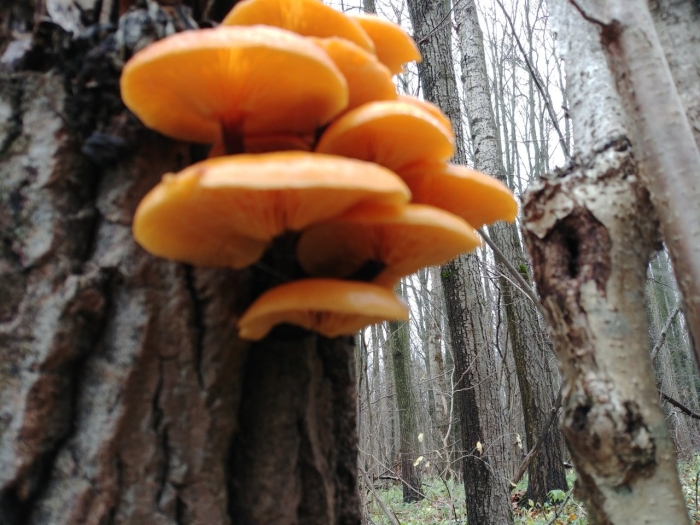 Опёнок зимний flammulina velutipes