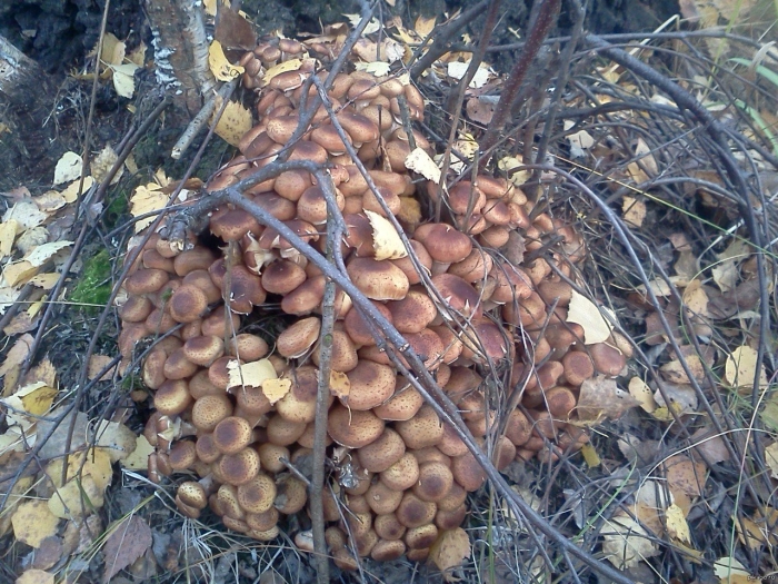 Озимые опята