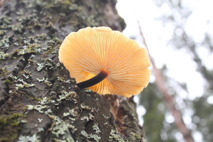 Фламмулина гриб