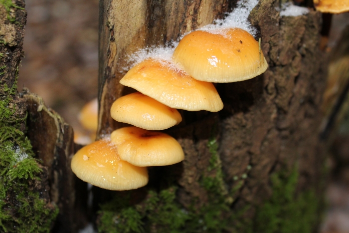 Фламмулина бархатистоножковая зимний опенок