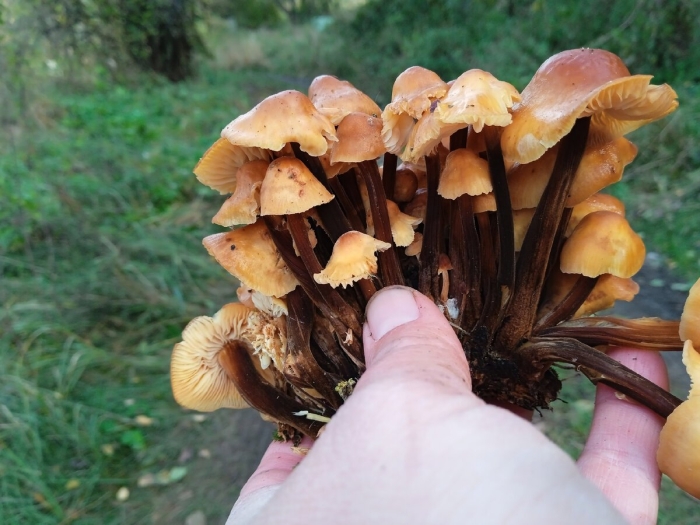 Фламулина зимний опёнок