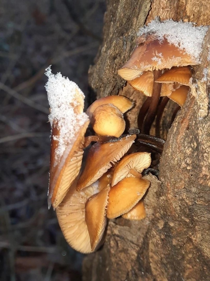 Фламмулина бархатистоножковая