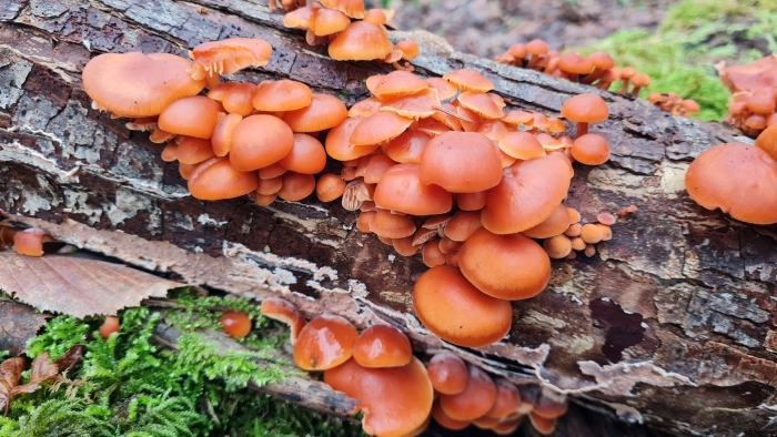 Зимний опенок фламмулина