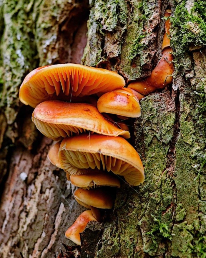 Опята фламмулина