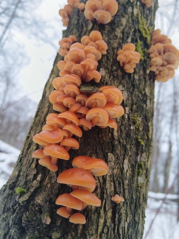 Дрожалка оранжевая зимние грибы