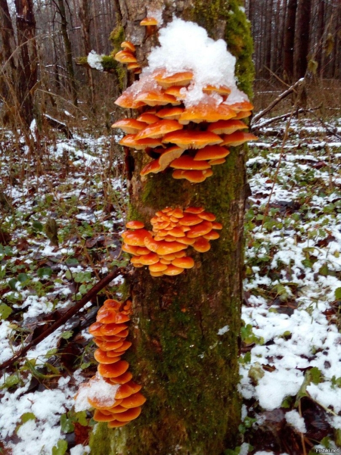 Зимний опенок фламмулина