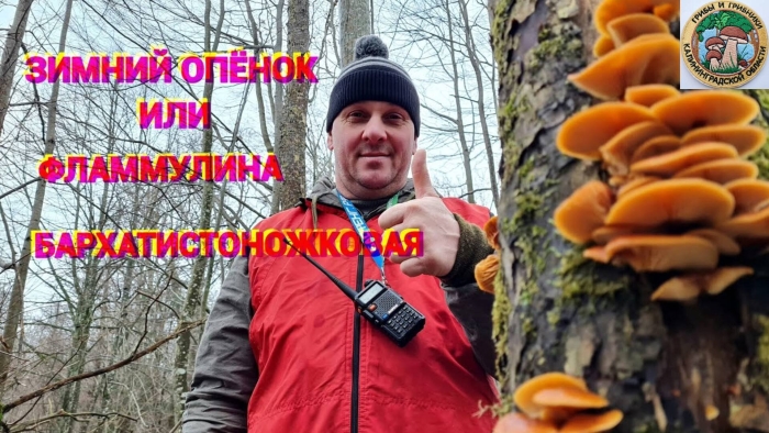 Опёнок зимний вишневский