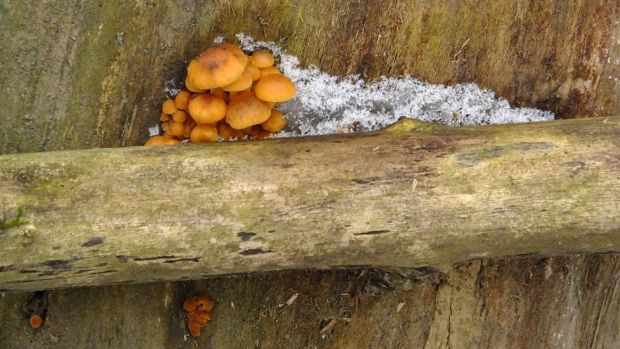 Зимний опенок фламмулина