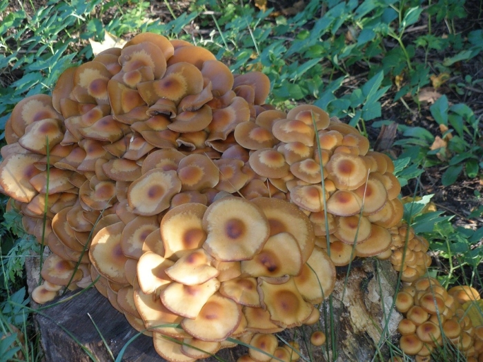 Земляные опята