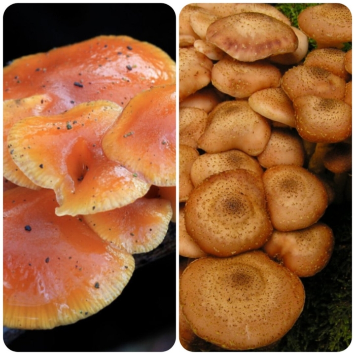 Гриб опёнок осенний