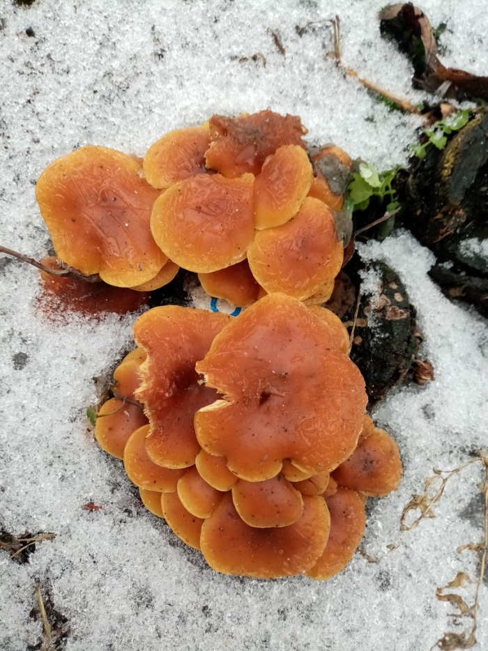 Зимний опенок фламмулина