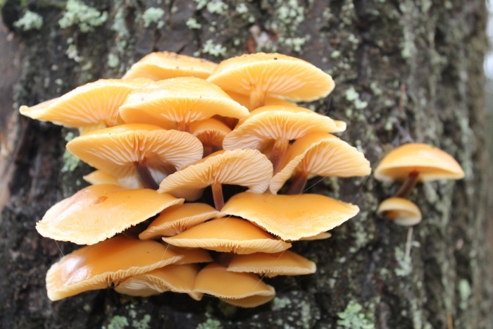 Зимние опята