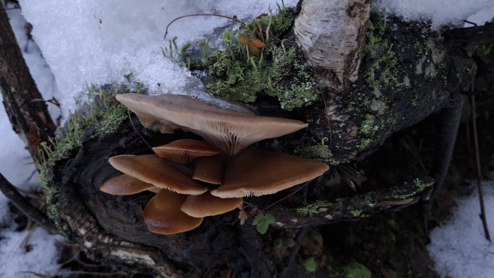 Вёшенка устричная pleurotus ostreatus