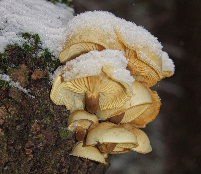 Зимний опенок фламмулина