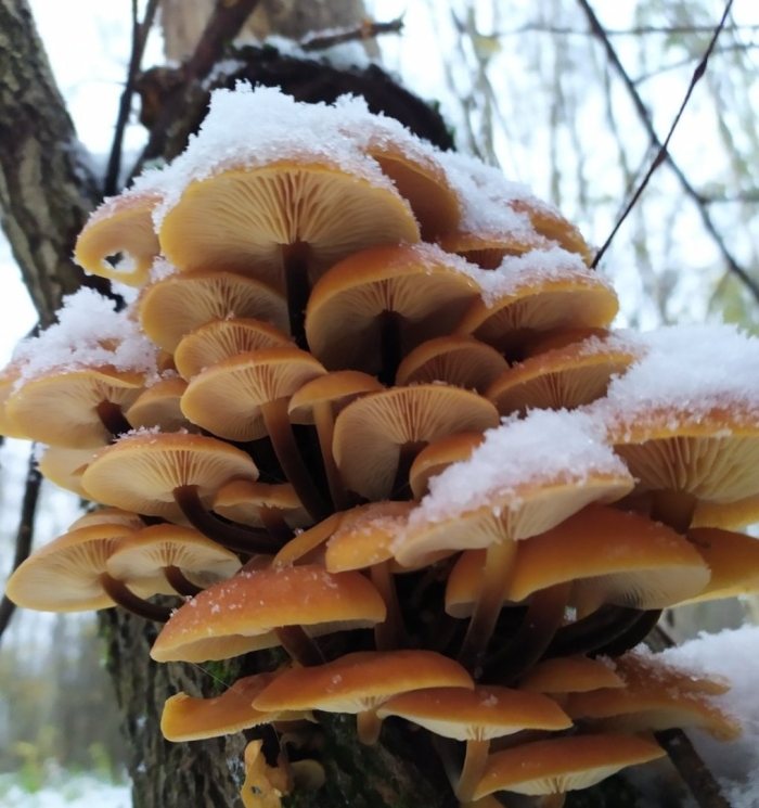 Опёнок зимний описание