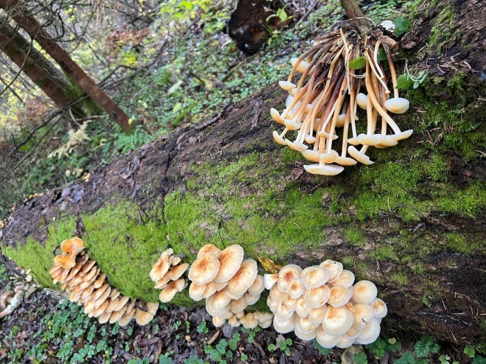 Hypholoma fasciculare