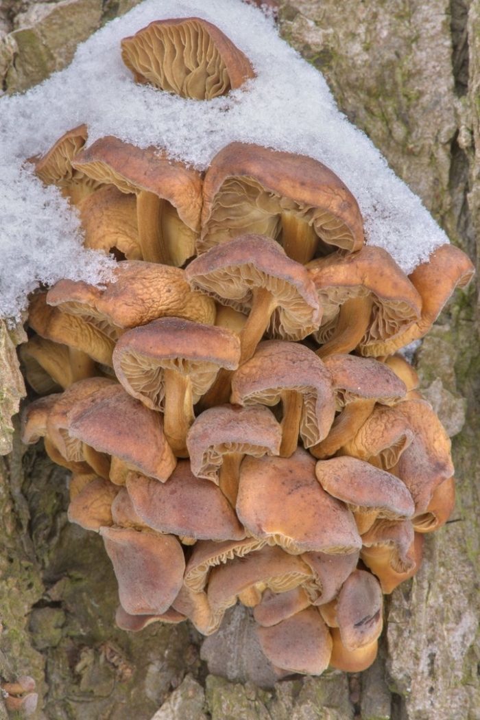 Фламулина зимний опёнок