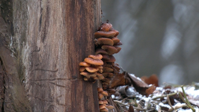 Опята в лесу