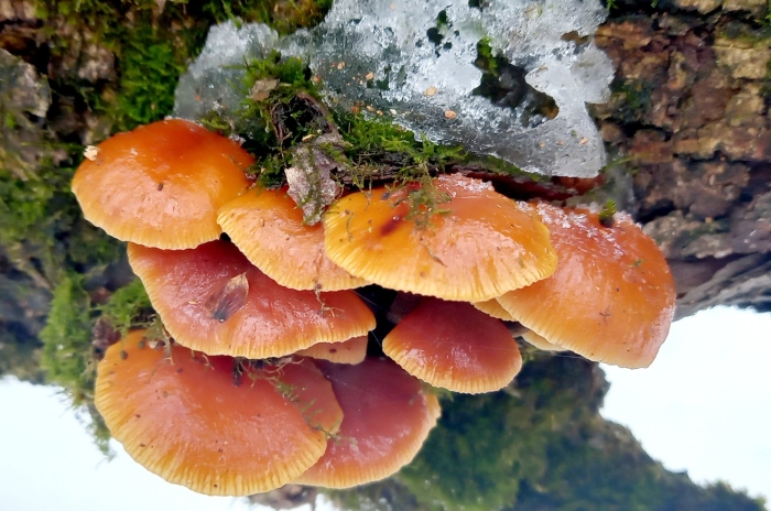 Фламмулина бархатистоножковая