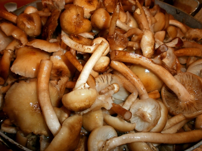 Вареные грибы опята