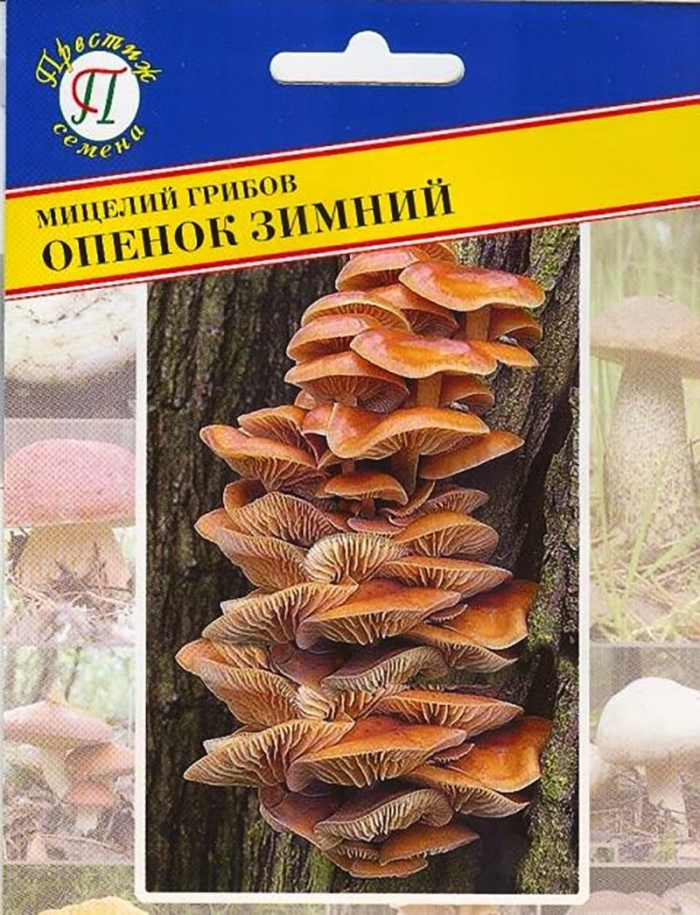 Мицелий грибов опенок зимний