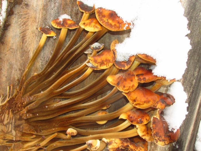 Опёнок зимний гриб