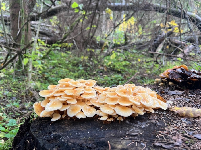 Пеньковые опята съедобные