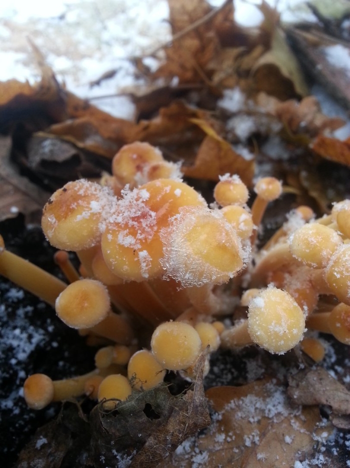 Культивируемые грибы опенок зимний