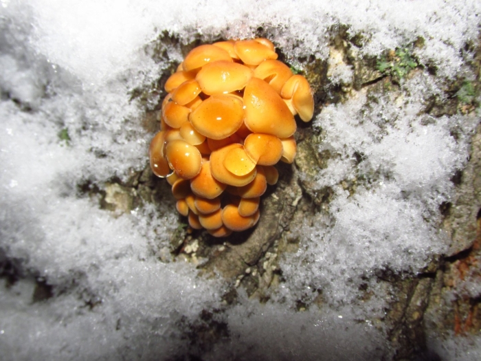 Зимний опенок фламмулина