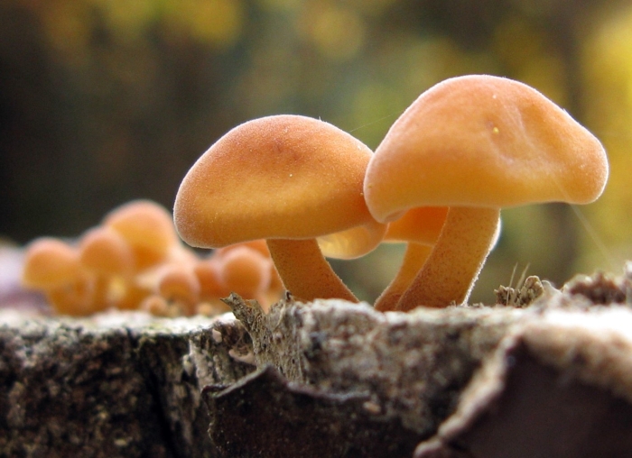 Гриб опенок