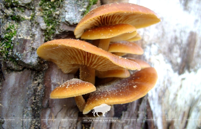 Фламмулина бархатистоножковая