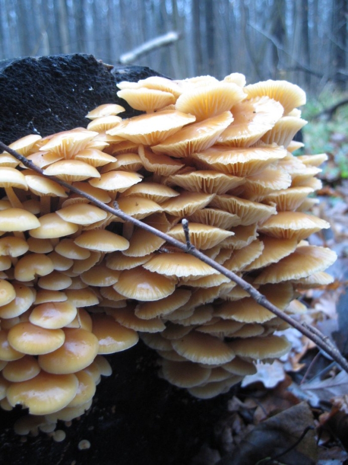 Зимний опенок фламмулина