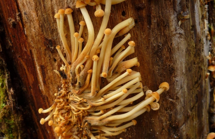 Опята фламмулина