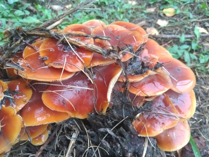 Опёнок зимний гриб