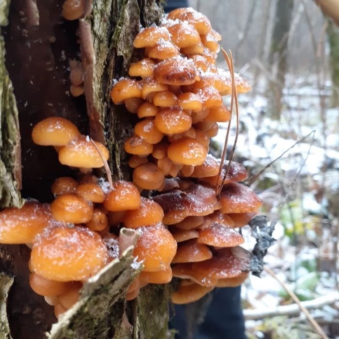 Зимний опенок фламмулина