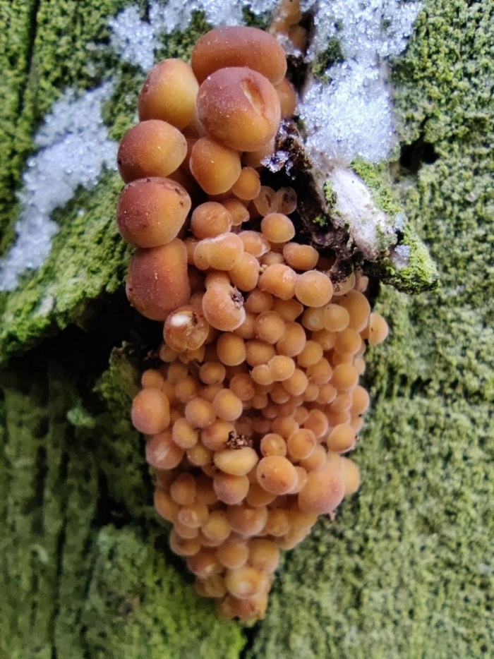 Зимние опята