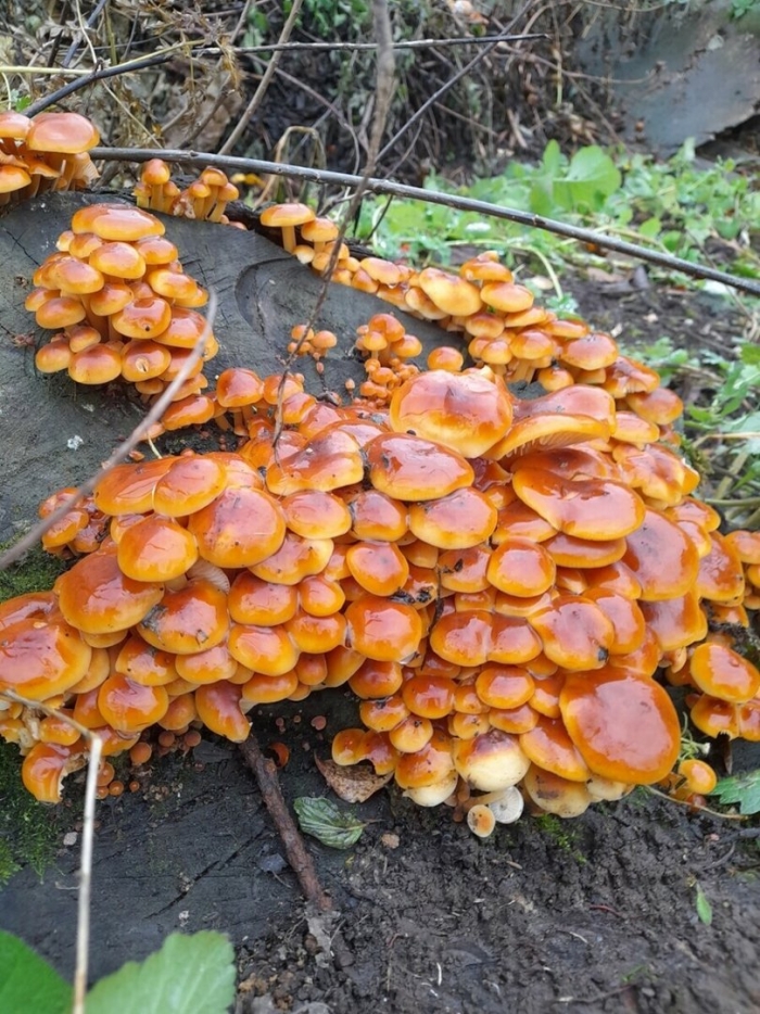 Опята фламмулина