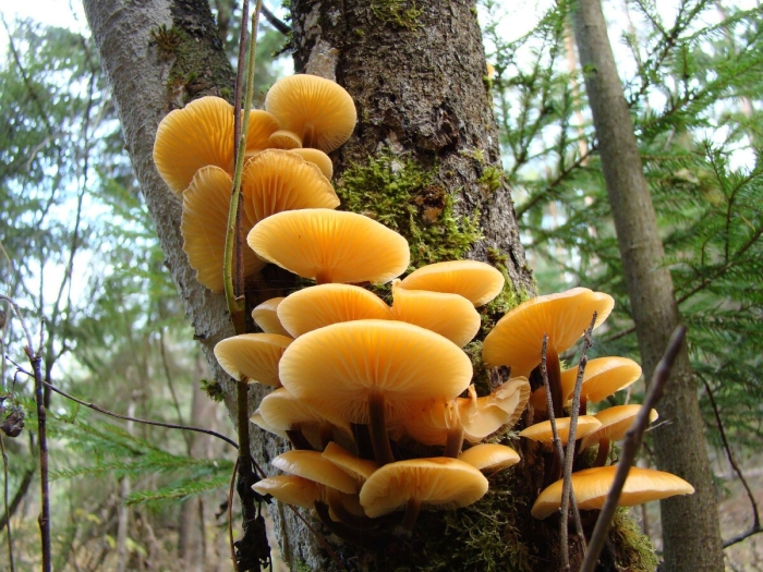 Опята фламмулина