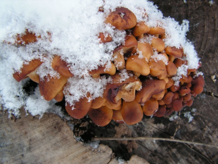 Зимний опенок фламмулина