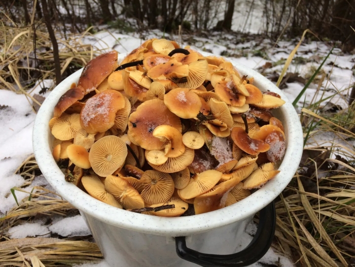Зимние грибы съедобные