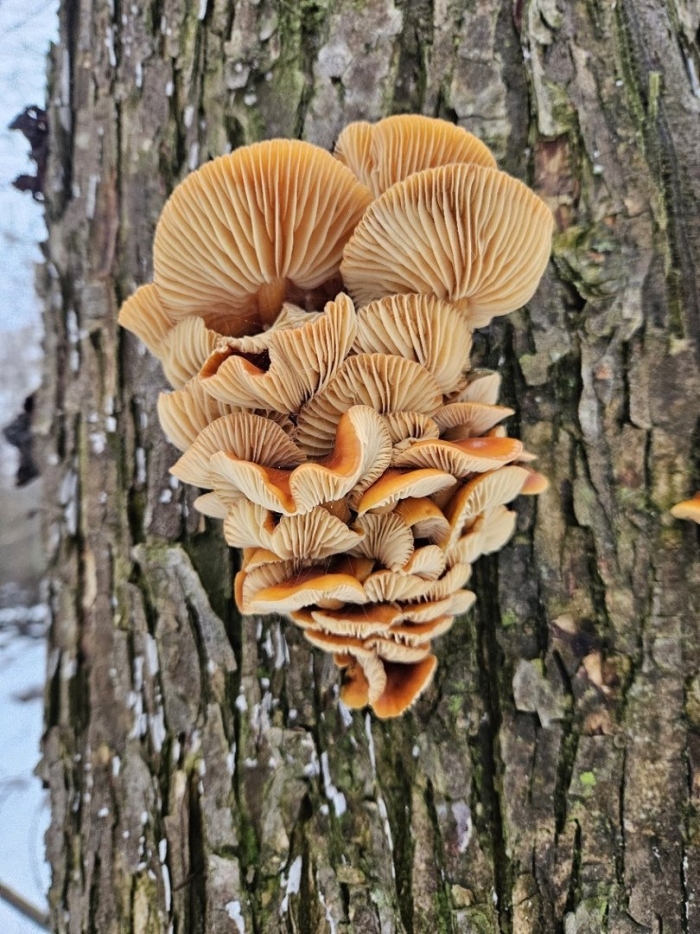 Фламмулина гриб