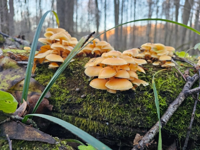 Опёнок зимний гриб