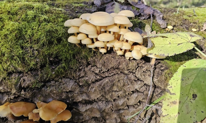 Ложноопёнок серно-жёлтый