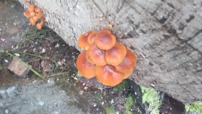 Опенок гриб