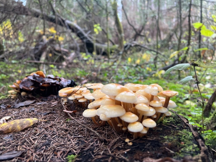 Летний опенок kuehneromyces mutabilis