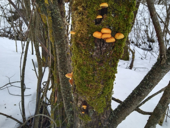 Зимние опята в подмосковье