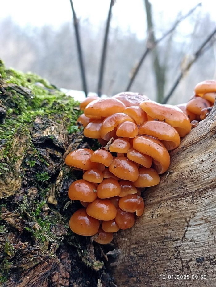 Осенний опенок фламмулина