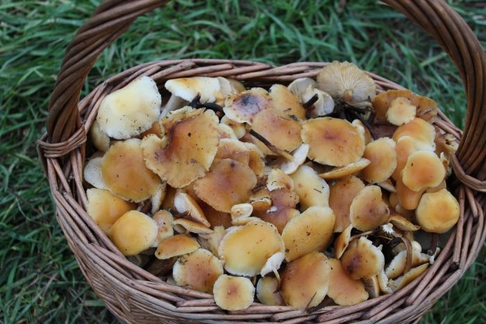 Опенок зимний