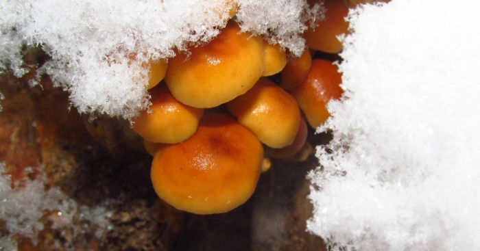 Зимний гриб фламмулина